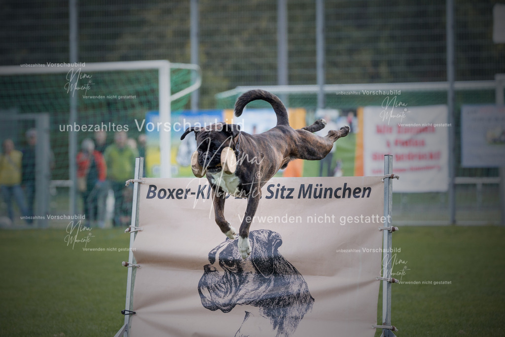 _16A5695-12 | Einzigartige Fotos von Hunden & Menschen –Actionfotos, Portraits, Vereinsaufnahmen & Paarshootings – authentisch, lebendig & mit Herz.