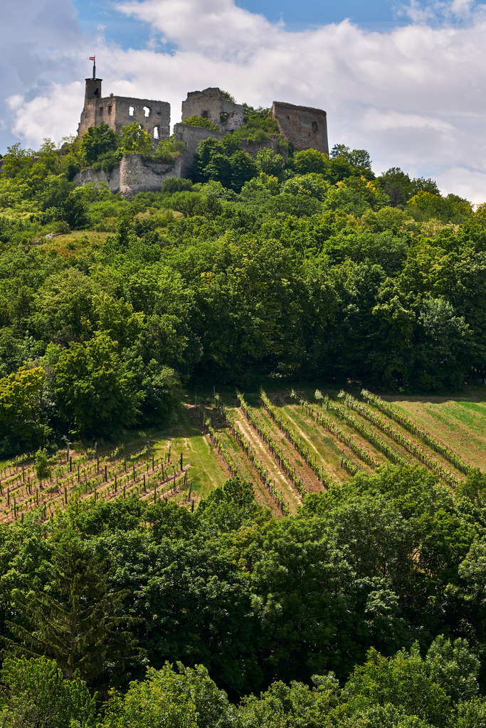 Burgruine Falkenstein mit Weinberg | Falkenstein, Austria - June 02, 2020: Burgruine Falkenstein mit einem Weinberg im Vordergrund. - Realisiert mit Pictrs.com