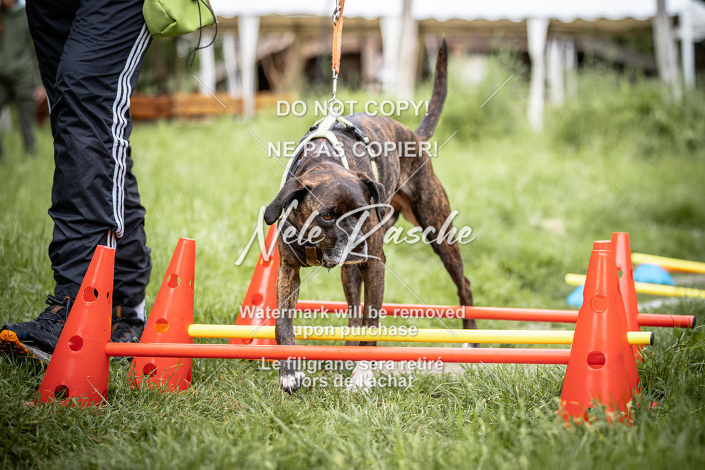 nelerasche_So-earlydog_18 | nelerasche
