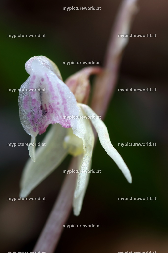 Blattloser Widerbart-003 | Das Bilderarchiv über Tiere, Planzen und Landschaften. In der Bilddatenbank finden Sie ein große Auswahl an hochwertigen Bilder für Ihre Werbung - Realisiert mit Pictrs.com