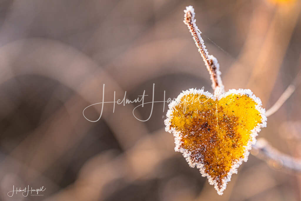 DSC04191 | Landschaftsfotografie, Naturfotografie - Realisiert mit Pictrs.com