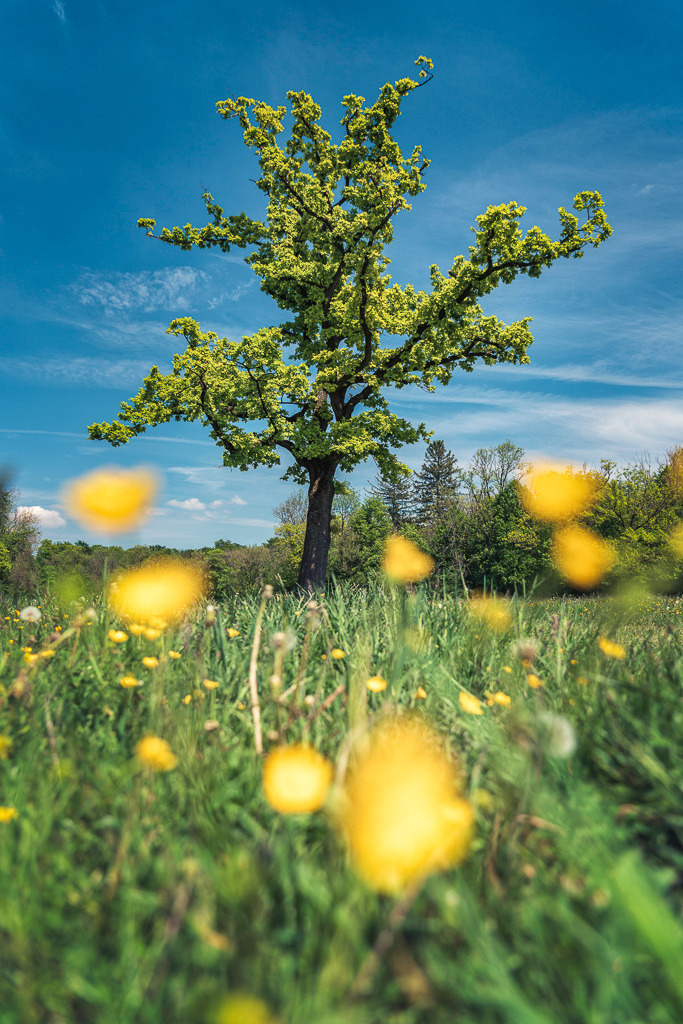 Frühlingserwachen – Baum & Blütenwiese | Ein kräftiger Baum mit frischem Laub steht inmitten einer blühenden Wiese voller gelber Blumen. Das Foto zeigt den Frühling in seiner ganzen Farbenvielfalt – klar, lebendig und naturnah. Ideal für helle Räume und frische Akzente an der Wand. - Realisiert mit Pictrs.com