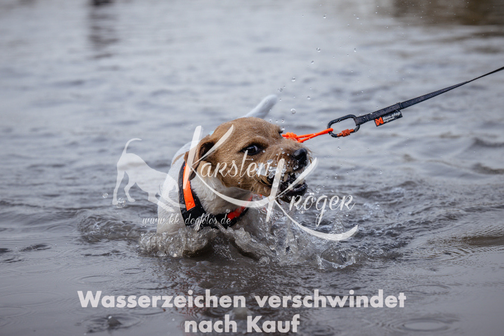 1144_ZZ96385 | kk-dogfotos