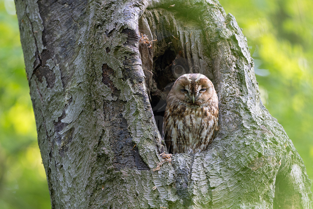 R5NF9182-20230517 | Eine der häufigsten Eulen in Deutschland ist der Waldkauz. Sein Verbreitungsgebiet erstreckt sich über weite Teile Mitteleuropas, und auch in Deutschland kommt er so gut wie überall vor. Passend zu seinem Namen brütet er vor allem in Wäldern, aber auch in Parks, Nistkästen oder manchmal in alten Scheunen. Er ist sehr anpassungsfähig und schläft teilweise sogar in Mauernischen. Als nachtaktiver Jäger erbeutet er hauptsächlich Mäuse und Insekten. - Realisiert mit Pictrs.com