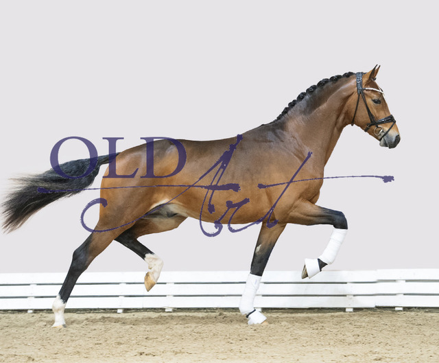 52 DE 433330720421 Escolar - Fürst Heinrich - Figaro | <meta name="description" content="★Offizieller Merchandise und Foto-/Videostore des Oldenburger Verbandes.★ ✅Jetzt auch digital Ausdrucke erhältlich." />
<meta name="keywords" content="Merchandise Foto-/Videostore Oldenburger Verband Photographie 