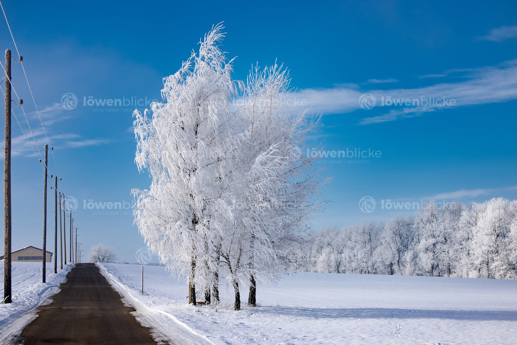 Verschneite Bäume auf der Kuchalb | löwenblicke | shop