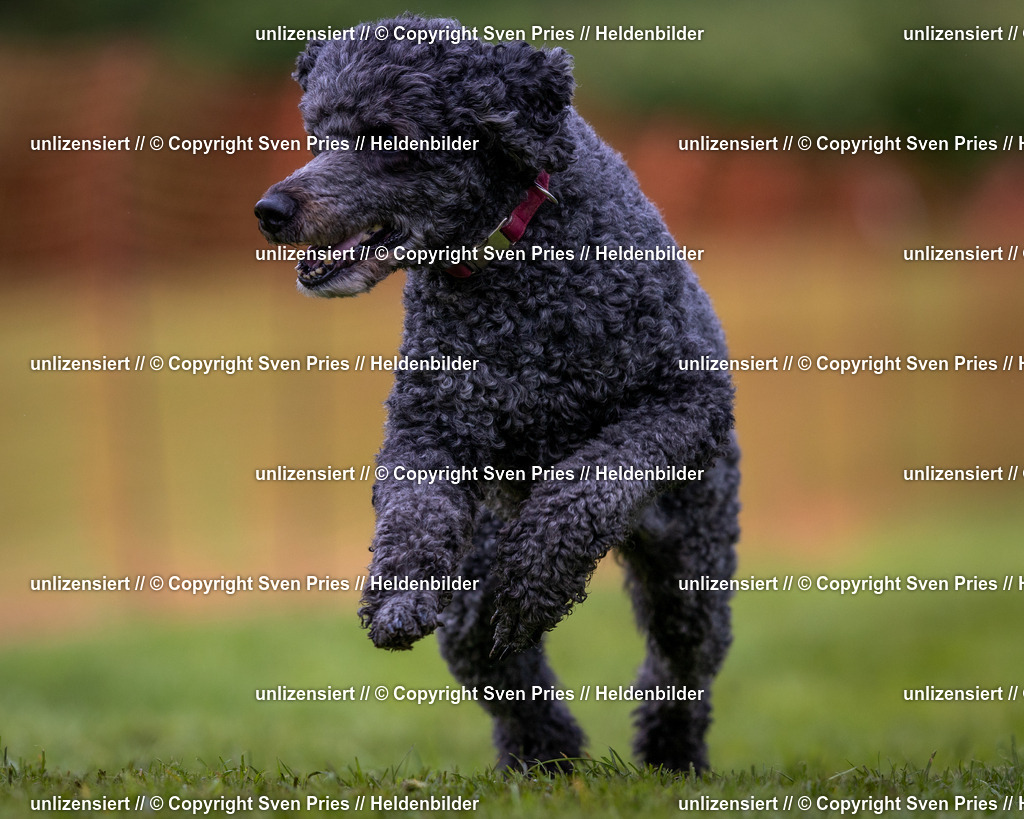 Sven Pries | 2024-04-21 - Hunderennen Baden-Oos
Foto: Sven Pries - Realisiert mit Pictrs.com