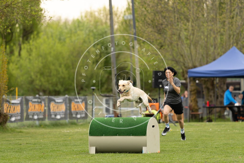 Pfotenfotografie_DV3A9330 | Hundefotografie, Tierfotograf, Pfotenfotografie, Fotoshooting Hund, Hunde Portrait, Hundesport, Hundeportraits, Heideshooting, Hunde, Sportfotograf, Hundefotograf, Turnierhundsport, THS,  - Realisiert mit Pictrs.com