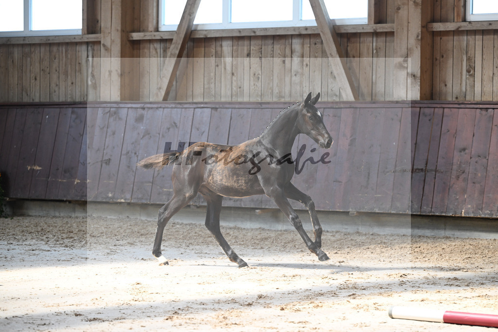 Kat-Nr. 28 Feliciano x San Amour I_HF_Niedermair_25250436 | hf-fotografie - Realisiert mit Pictrs.com