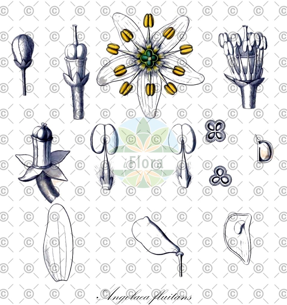 HistAbb_wfo-0000536542_518_ENZY_Simple | Historische Abbildung von Angolaea fluitans - Podostemaceae | Historical Illustration of Angolaea fluitans - Podostemaceae