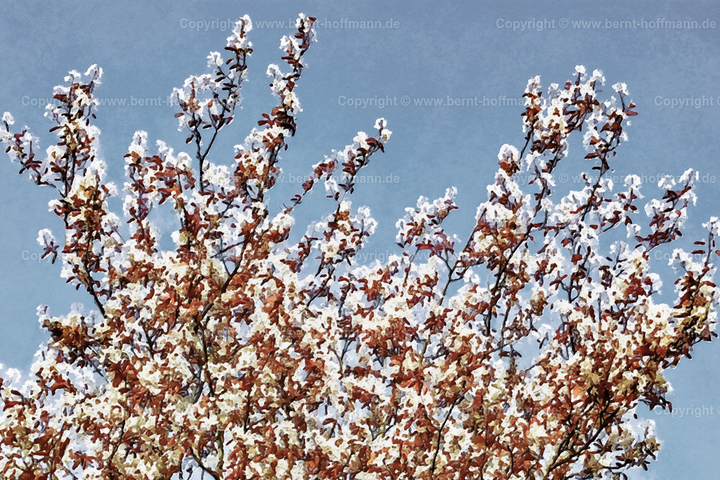 PDM2_2591_Felsenbirne_150x100 | DIGITALKUNST. Felsenbirne. __ Blühende Zweige der Felsenbirne vor wolkenlosem Himmel. __ Farbreduziert. Seitenverhältnis = 3 zu 2 - Realisiert mit Pictrs.com