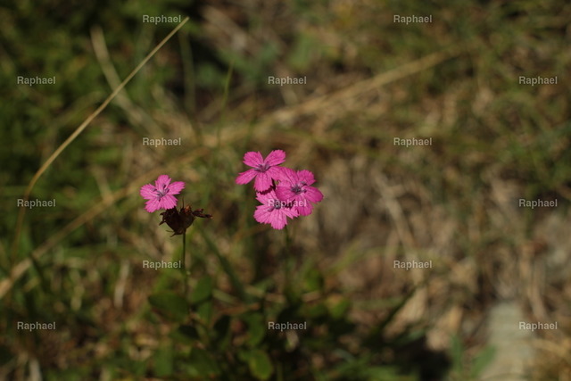 IMG_3214 | Raphael - Realisiert mit Pictrs.com