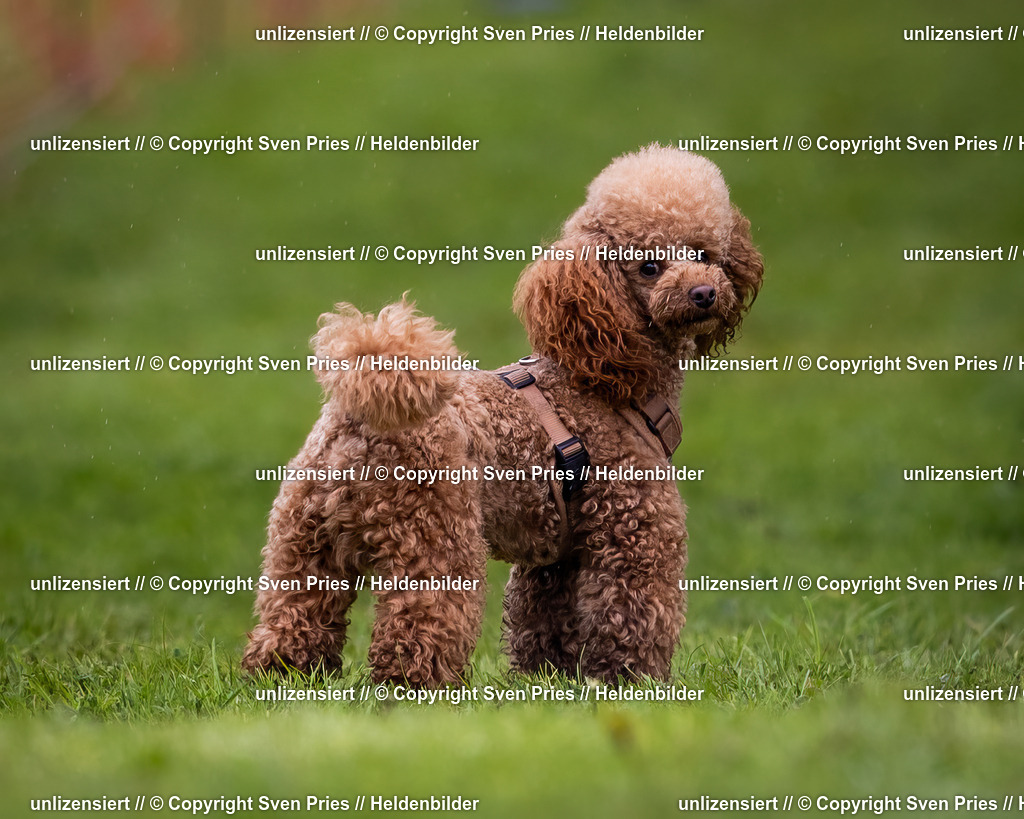 Sven Pries | 2024-04-21 - Hunderennen Baden-Oos
Foto: Sven Pries - Realisiert mit Pictrs.com