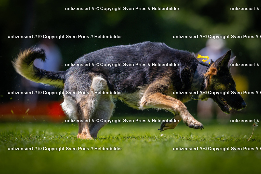 Sven Pries | 2025-08-10 - Hunderennen Durlach - Realisiert mit Pictrs.com