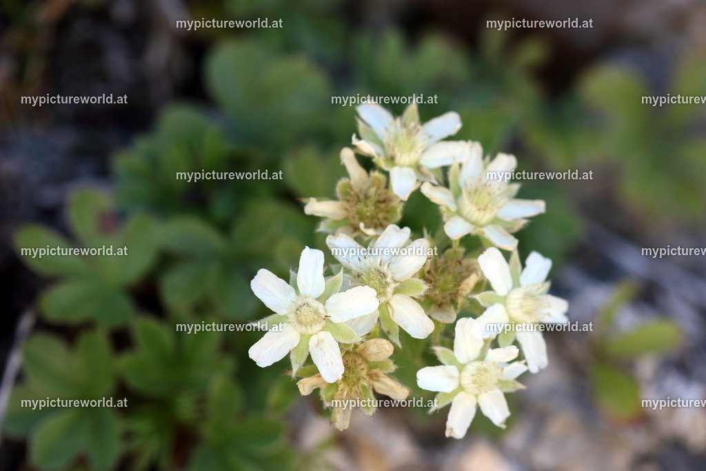 Kalkfelsen-Fingerkraut-001 | Das Bilderarchiv über Tiere, Planzen und Landschaften. In der Bilddatenbank finden Sie ein große Auswahl an hochwertigen Bilder für Ihre Werbung - Realisiert mit Pictrs.com