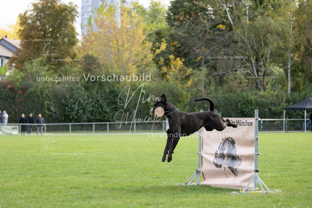 _16A6725 | Einzigartige Fotos von Hunden & Menschen –Actionfotos, Portraits, Vereinsaufnahmen & Paarshootings – authentisch, lebendig & mit Herz.