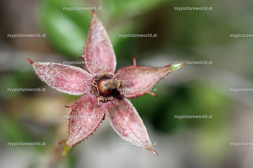 Immergrüne Rose-002 | Das Bilderarchiv über Tiere, Planzen und Landschaften. In der Bilddatenbank finden Sie ein große Auswahl an hochwertigen Bilder für Ihre Werbung - Realisiert mit Pictrs.com