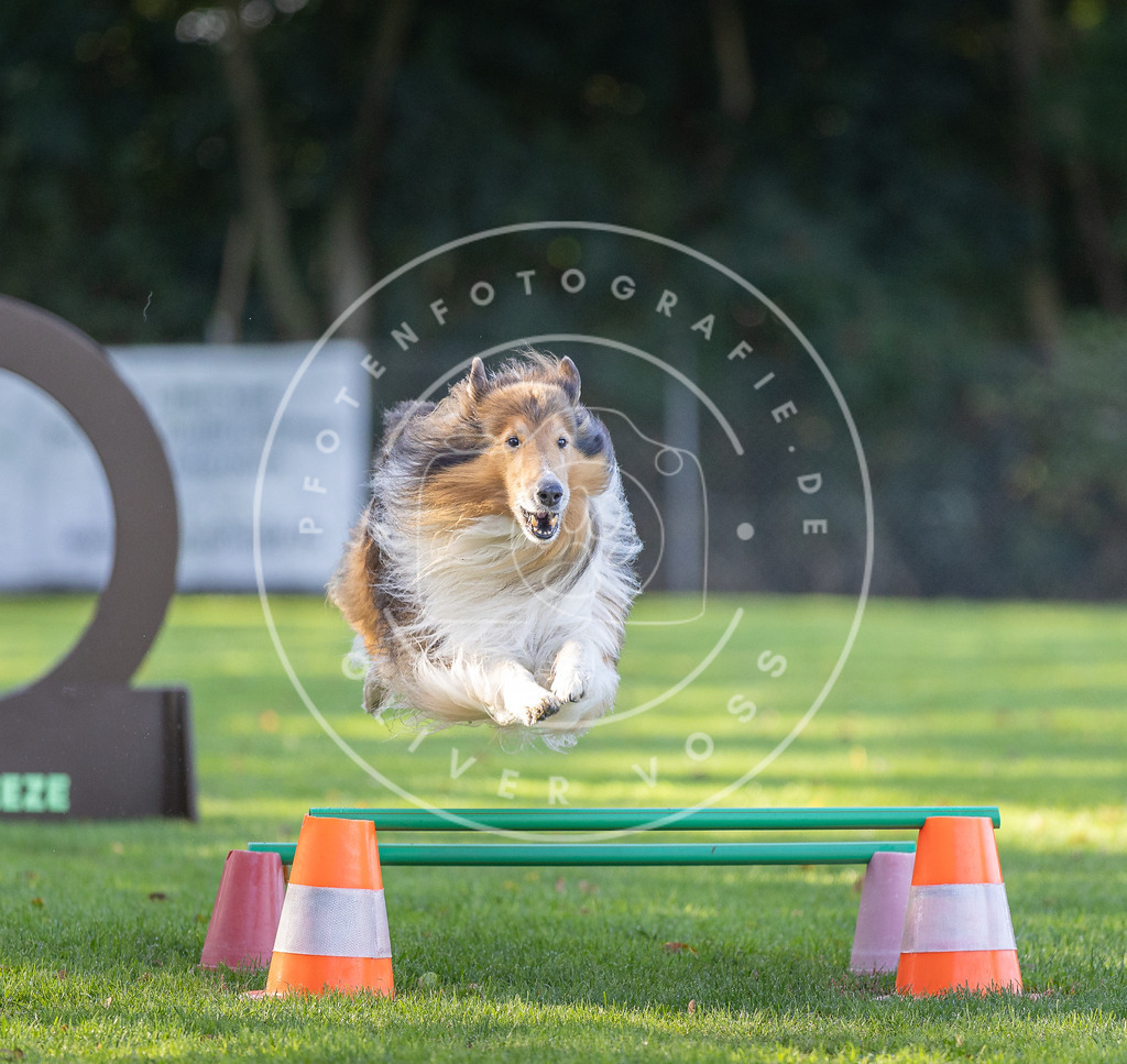 Pfotenfotografie.de_DV3A3501 | Hundefotografie, Tierfotograf, Pfotenfotografie, Fotoshooting Hund, Hunde Portrait, Hundesport, Hundeportraits, Heideshooting, Hunde, Sportfotograf, Hundefotograf, Turnierhundsport, THS, canicross - Realisiert mit Pictrs.com