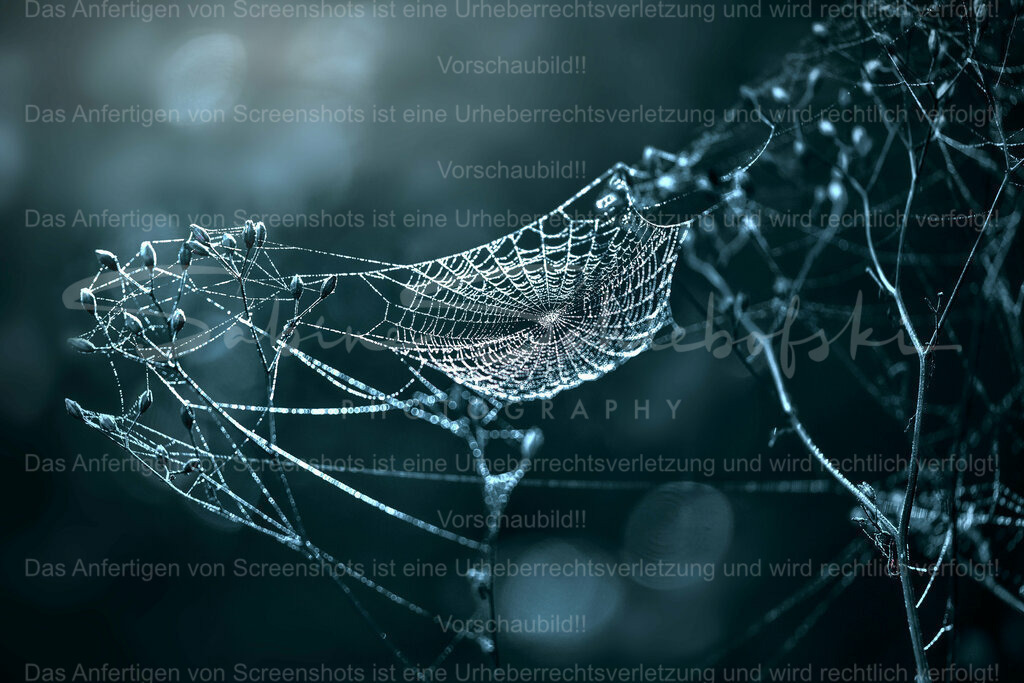 Wandbild Spinnen Kunst | People- und Tierfotografie, Imageaufnahmen, Veranstaltungsfotografie und Wandbilder aus der Natur ★ Made in Germany ✔️ Druck + Downloads ✔️ Naturfotografie in Top Qualität ★ schneller Versand, weltweite Lieferung! - Realisiert mit Pictrs.com