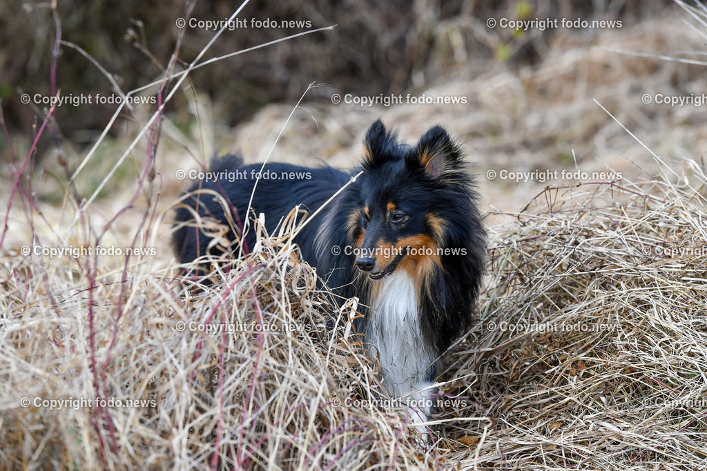 Hund_ Hunde_ Freilaufflaeche_ 20.02.2022-45 | 20.02.2022, Linz, AUT, Hund, Hunde, Themenbild, im Bild Hund, Hunde, spazieren, Freilaufzone, Spazierweg, Arrigo und Luigi