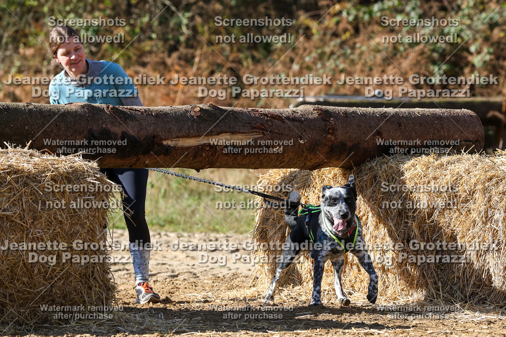 Dog Paparazzi - Strongdog 10-25-4718 | Dog Paparazzi Jeanette Grottendiek Fotografie & Videografie - Realisiert mit Pictrs.com