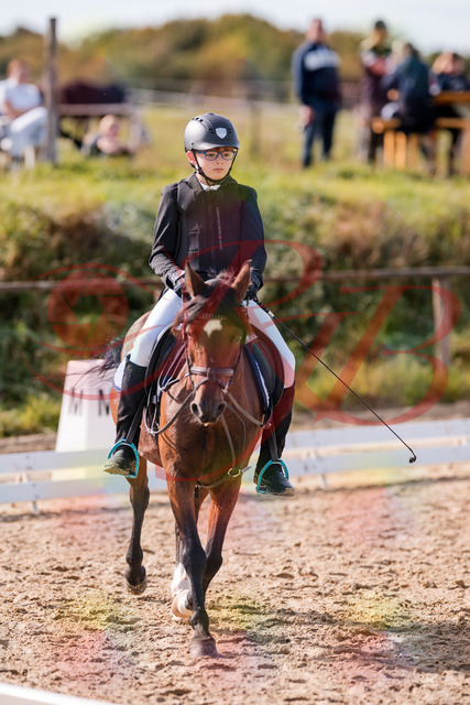 2026_10_03_Siefer-Hof_122316_Z81_23504491 | Professionelle Reitsport-, Turnier- und Eventfotografie von Robert Broda. Galerien mit ausgewählten und bearbeiteten Bildern direkt online ansehen und bestellen.