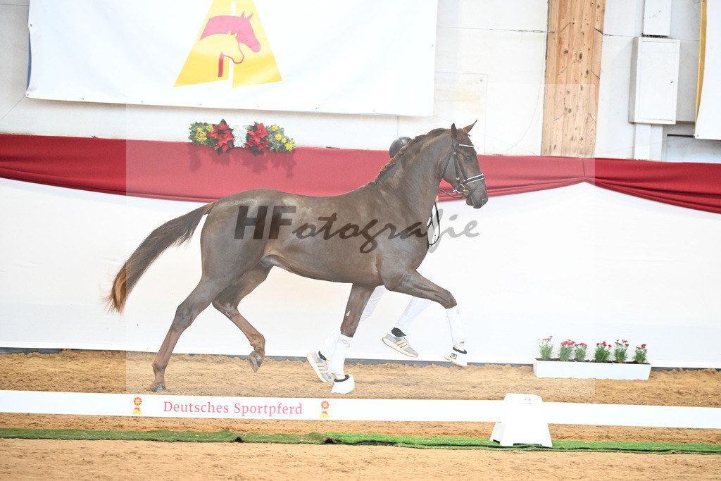 Kat-Nr. 63 Fidertanz x Romanov Blue Hors_La Rue_43230621 | hf-fotografie - Realisiert mit Pictrs.com