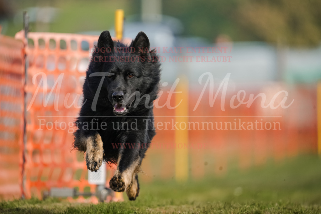20250928_Hunderennen-301 | MuT (Mensch und Tier) mit Mona - Fotografie und Tierkommunikation - Realisiert mit Pictrs.com