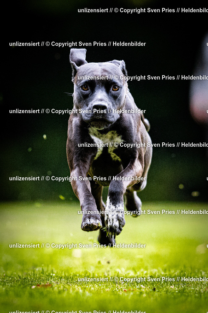 Sven Pries | 2025-10-03 - Hunderennen Obergrombach - Realisiert mit Pictrs.com
