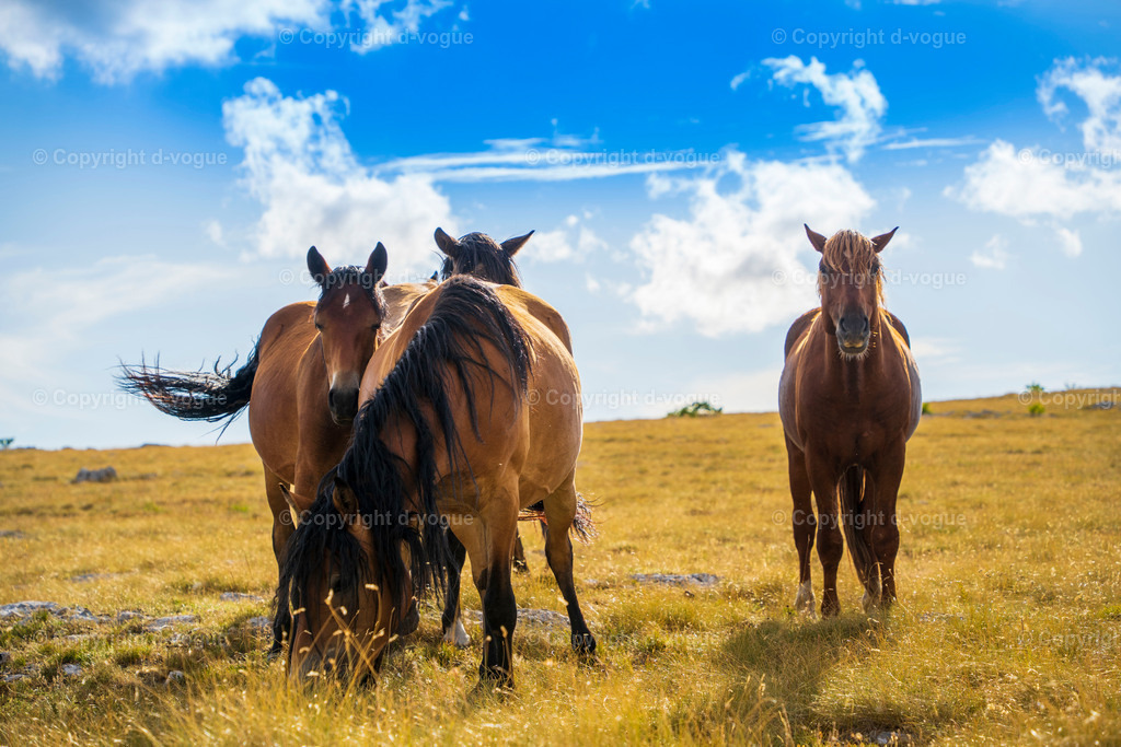 DSC01683 | d-vogue - Realisiert mit Pictrs.com