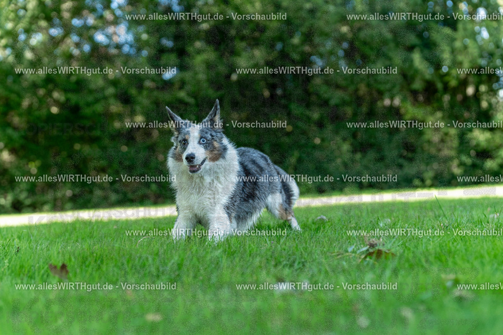 Hundeschwimmen_Volksbad_2026-allesWIRTHgut_Tierfotografie-2609061321-7R500676 | Professionelle Tierfotografie in Mönchengladbach von Daniel Wirth (allesWIRTHgut). Liebevolle & natürliche Bilder von Hunden & Katzen für unvergessliche Erinnerungen.