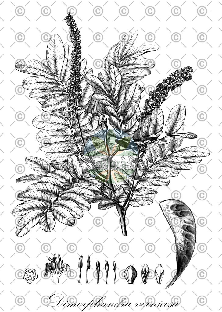 HistAbb_632S7_1_ENZY_Simple | Historische Abbildung von Dimorphandra vernicosa - Fabaceae | Historical Illustration of Dimorphandra vernicosa - Fabaceae