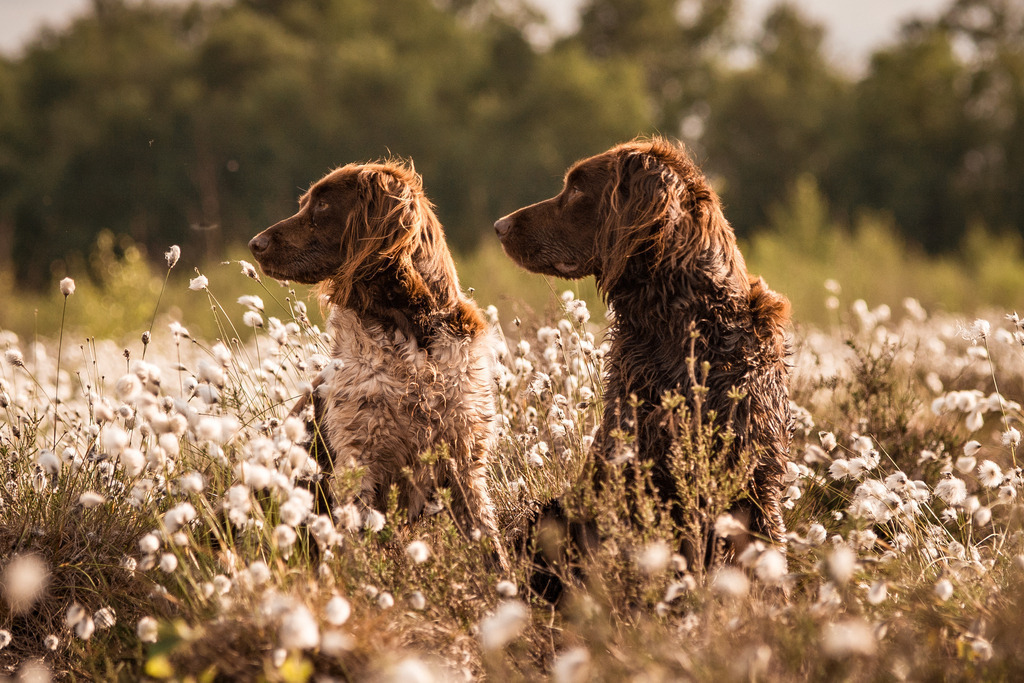 Nika x Asko im Wollgras | photography by friederike - Realisiert mit Pictrs.com