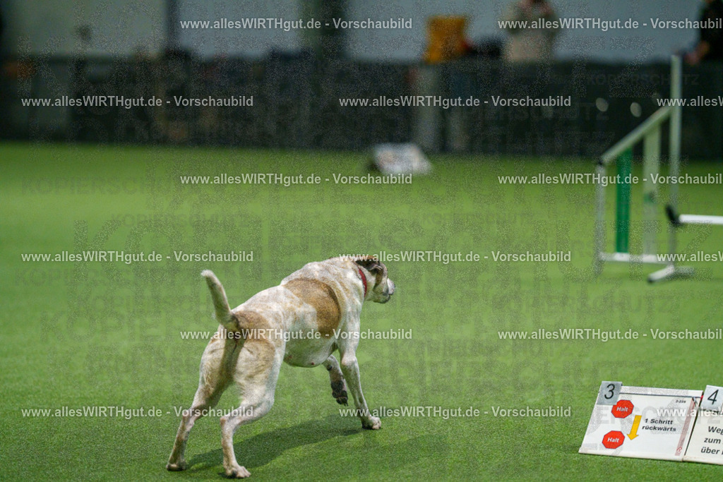 7R505288 | Professionelle Tierfotografie in Mönchengladbach von Daniel Wirth (allesWIRTHgut). Liebevolle & natürliche Bilder von Hunden & Katzen für unvergessliche Erinnerungen.