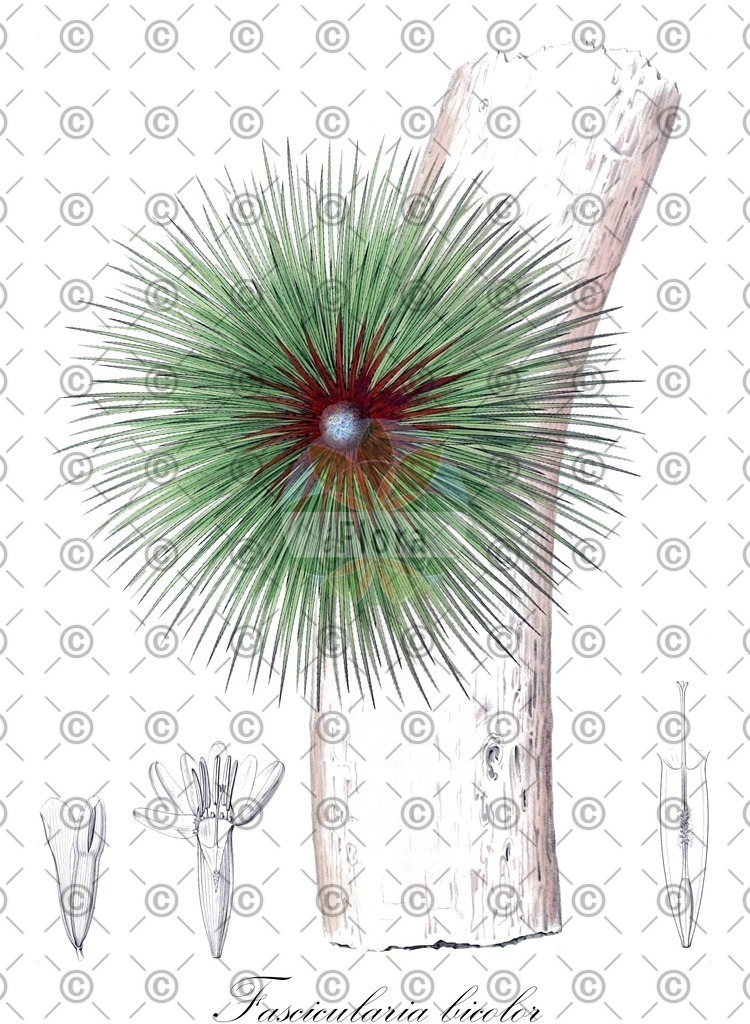 HistAbb_wfo-0000966907_1_ENZY_Simple | Historische Abbildung von Fascicularia bicolor - Bromeliaceae | Historical Illustration of Fascicularia bicolor - Bromeliaceae