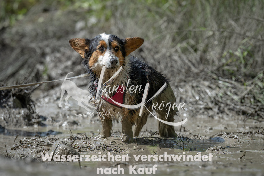 1033_ZZ92842 | kk-dogfotos