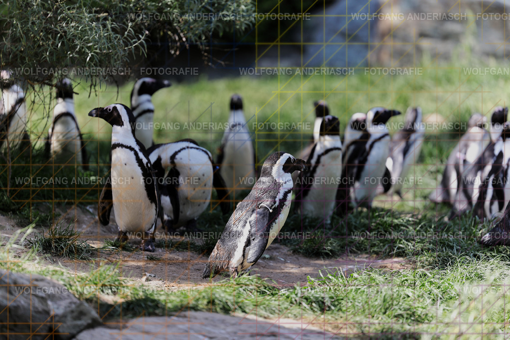 253L1755_wa | Ein stiller Moment im Opel Zoo: Der Blick des Tieres erzählt von Gelassenheit, Präsenz und Nähe. Ungestellt, ruhig und auf Augenhöhe fotografiert – ein Augenblick, der bleibt. - Realisiert mit Pictrs.com