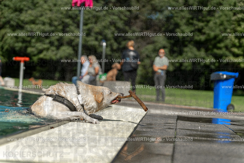 Hundeschwimmen_Volksbad_2026-allesWIRTHgut_Tierfotografie-2609061546-7R501839 | Professionelle Tierfotografie in Mönchengladbach von Daniel Wirth (allesWIRTHgut). Liebevolle & natürliche Bilder von Hunden & Katzen für unvergessliche Erinnerungen.