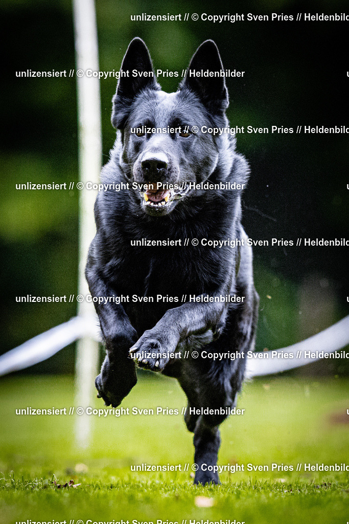Sven Pries | 2025-10-03 - Hunderennen Obergrombach - Realisiert mit Pictrs.com