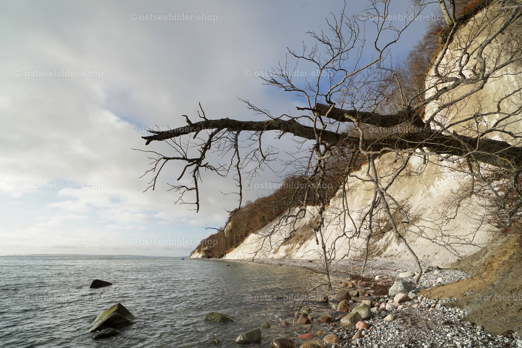Baum nach Kliffabbruch | Das Bild zeigt den Blick vom Wissower Ufer zum Eingang der Piratenschlucht am Gakower Ufer im Nationalpark Jasmund.