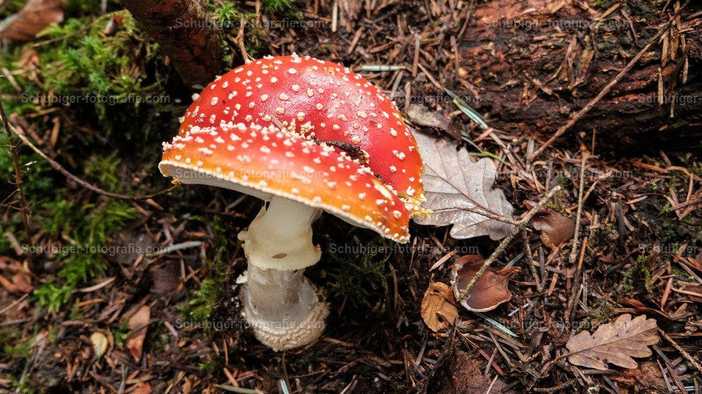 Fliegenpilz | Der Fliegenpilz, auch Roter Fliegenpilz genannt, ist eine giftige Pilzart aus der Familie der Wulstlingsverwandten. Die Fruchtkörper erscheinen in Mitteleuropa von Juni bis zum Beginn des Winters, hauptsächlich von Juli bis Oktober. Wikipedia - Realisiert mit Pictrs.com