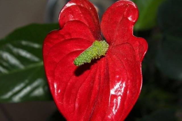 anthrienblute-en-gros | Verkauf von Fotos und  Videoclips zumThema Natur.Motive sind Pflanzen, Tiere, Landschaftenund Wetter - Realisiert mit Pictrs.com