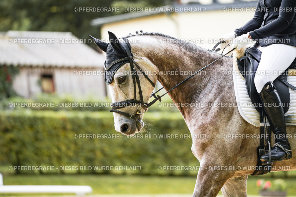 DSC01397 | Pferdegrafie