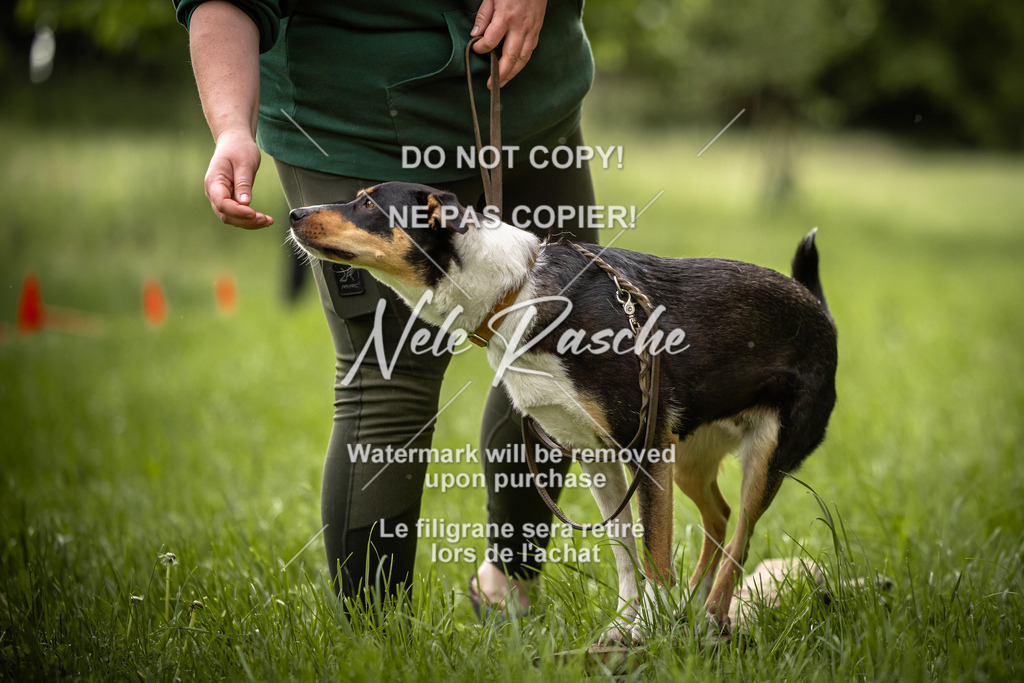 nelerasche_So-earlydog_88 | nelerasche