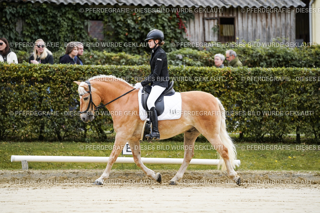 DSC04386 | Pferdegrafie