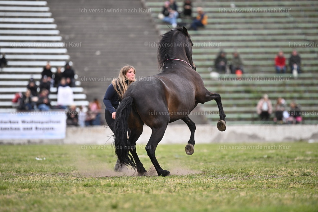 PI26_Show_Sara_Landvogt_226_0996.JPG | working equitationturnier fotograf videograf stoibphotography marixx film working equitation deutschland reitsport turnierfotografie eventfotografie equestrian events