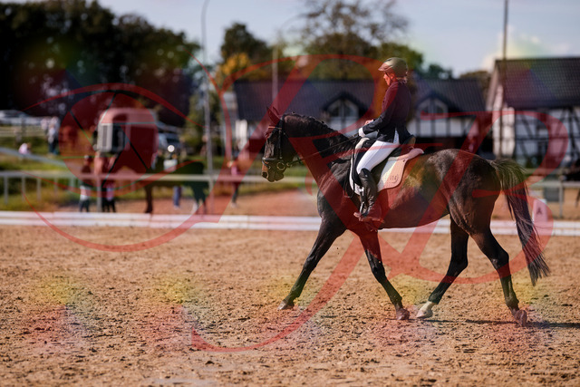 2026_10_03_Siefer-Hof_133853_Z81_98091950 | Professionelle Reitsport-, Turnier- und Eventfotografie von Robert Broda. Galerien mit ausgewählten und bearbeiteten Bildern direkt online ansehen und bestellen.