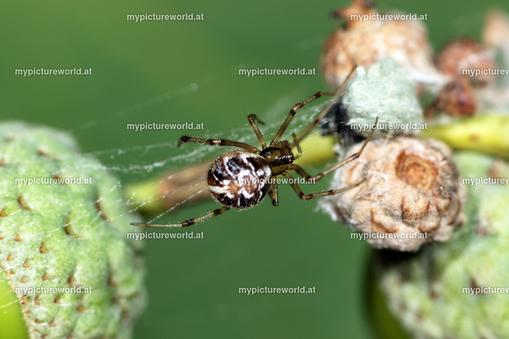 Phylloneta sisyphia-007 | Das Bilderarchiv über Tiere, Planzen und Landschaften. In der Bilddatenbank finden Sie ein große Auswahl an hochwertigen Bilder für Ihre Werbung - Realisiert mit Pictrs.com