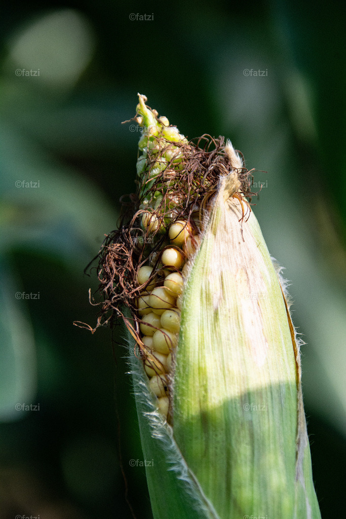 Maisfeld_20190820-162914-k | Fatzi Bilder-Archiv! 
Die Bilder sind für private Nutzung lizenzfrei. Die kommerzielle Nutzung ist möglich und erwünscht, jedoch bitte ich um vorherige Kontaktaufnahme per E-Mail (info@fatzi.at) oder unter +43 650 7828269 - Realisiert mit Pictrs.com