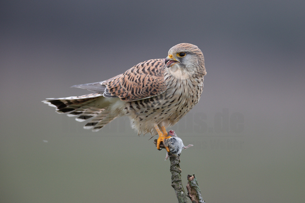 20200111-663A6937 | Der Turmfalke ist der am häufigsten vorkommende Falke Mitteleuropas. Der Öffentlichkeit ist er relativ vertraut, da er sich auch Städte und Stadträume als Lebensraum erobert hat und öfter beim „Rüttelflug“ zu beobachten ist.  - Realisiert mit Pictrs.com